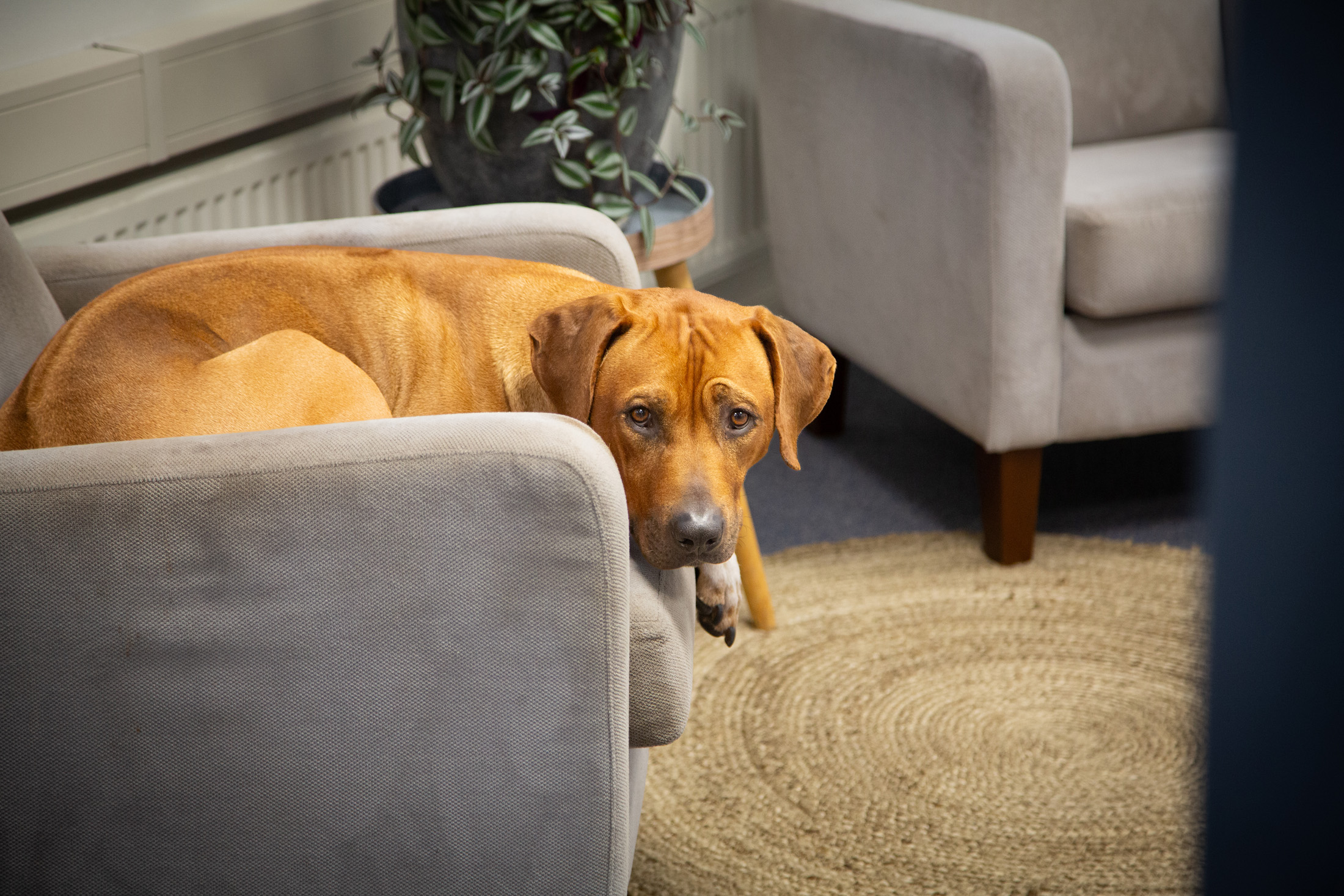 Sam de hond in zijn stoel